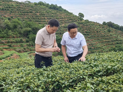 &ldquo;科技特派員+&rdquo;服務 助推茶園管理提質(zhì)增效